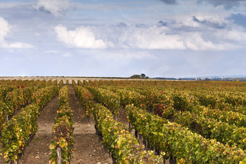 Fototapeta na wymiar Vineyards near Bordeaux