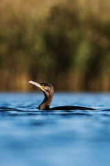 Cormorant, Phalacrocorax carbo 