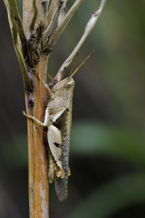 Image of White-banded Grasshopper(Stenocatantops splendens) on tree. Insect. Animal.