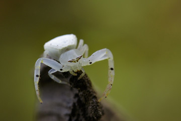 Image of white crab spider (Thomisus spectabilis) on dry branches. Insect Animal.