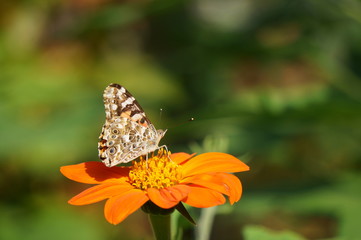 America Painted Lady on Mexican Sunflower