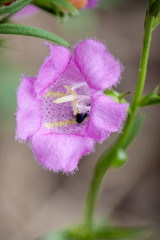 Purple false foxglove flower close up. © Tim