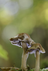 Obraz premium Mushroom