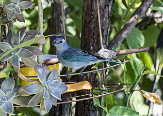 Bird blue and gray on branch Thraupis sayaca
