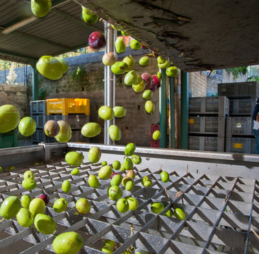 Just washed olives falling through a defoliator filter in the machine for milling
