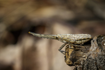 Image of lantern bug or zanna nobilis nymph on the branches on a natural background. Insect Animal.