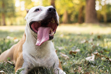 Happy autumn dog