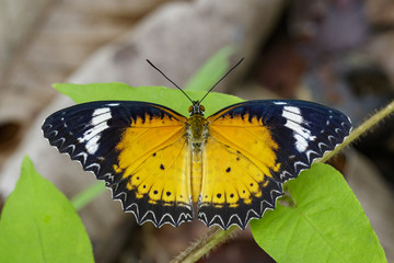 Image of Leopard lacewing Butterfly on green leaves. Insect Animal.