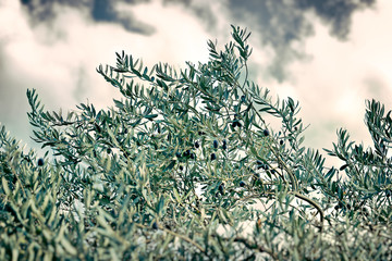 Olive tree