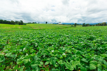 Fototapeta na wymiar Mung bean cultivation in agriculture