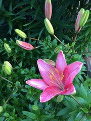 Obraz premium Lily