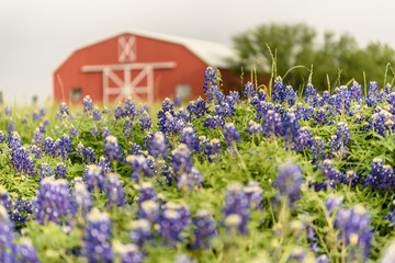 bluebonnet field © Ashleigh McCord