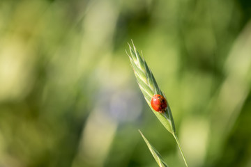 ladybug