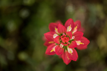 red flower