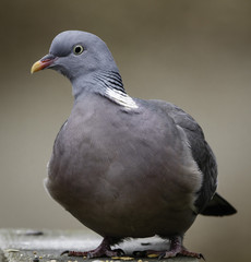 Dove