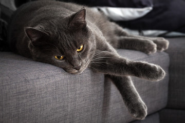 Gray cat lying at home
