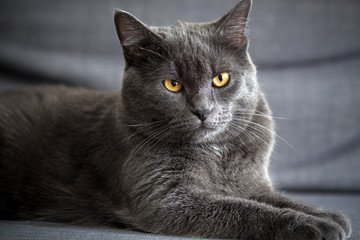 Portrait of a lying gray cat at home - 178621070