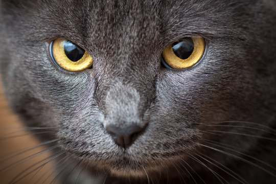 Closeup gray cat face with amber eyes
