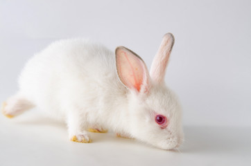 White rabbit in easter animal concept