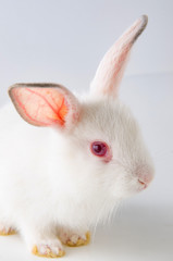 White rabbit in easter animal concept