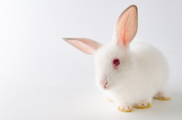 White rabbit in easter animal concept