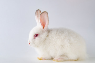 White rabbit in easter animal concept