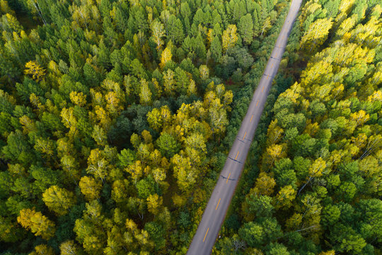 aerial shot of trail in the autumn forest landscape