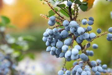 Hollyleaved Barberry, Tall Oregon Grape, Mahonia aquifolium in the botanical garden in autumn