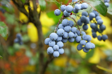 Hollyleaved Barberry, Tall Oregon Grape, Mahonia aquifolium in the botanical garden in autumn