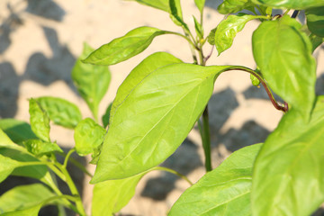 Detail of green pepper leaf on papirka plant during sunny day with stone wall background