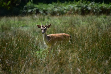 Red Deer New Forest National Park Hampshire England UK