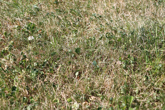 Dry and burnt grass - tan dry parts of dying lawn with some still green parts of grass - mainly dandelions and other weed (effect of long period with extreme hot temperature, sun shine and no rain)