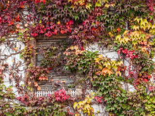 Herbstlaub an Fassade