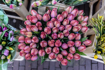tulips