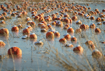 Frozen Pumpkin Patch. Left over pumpkins frozen in the field.


