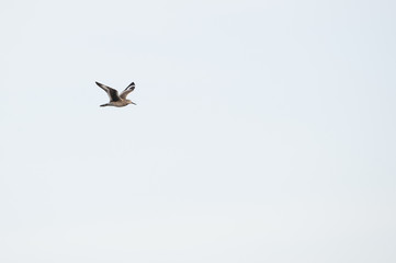 Willet in flight wings high