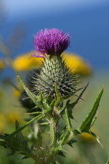 Thistle