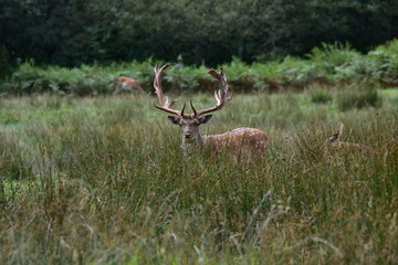 Red Deer New Forest National Park Hampshire England UK
