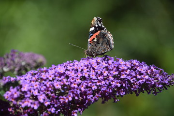 Butterfly flower
