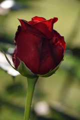 Red Rose