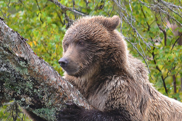 Fototapeta premium Yearling cub Griz up a tree and unsure how to get down