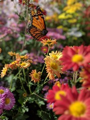 Monarch butterfly on flowers