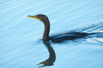 Double-crested cormorant with drops of water after a dive,  seen in North California marsh 