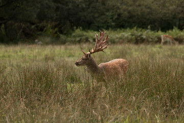 Red Deer New Forest National Park Hampshire England UK