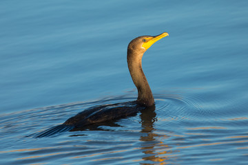 Double-crested cormorant with drops of water after a dive,  seen in North California marsh 