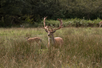Naklejka na ściany i meble Red Deer New Forest National Park Hampshire England UK