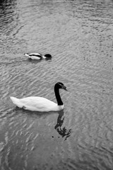 Close-up view of a Black-necked swan (Cygnus melancoryphus) swimming in a lake