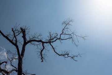 The dead tree, the sun, the dark blue sky.
