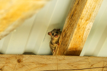 Dormouse under the roof. Squirrel tailed dormouse on wooden beam. Myoxus, Edible dormouse