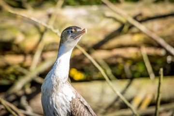 Pied Cormorant  